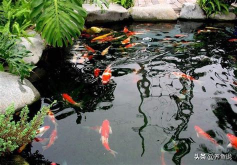 戶外缸適合養什麼魚|室外養魚、庭院養魚，可以選擇什麼品種的觀賞魚？